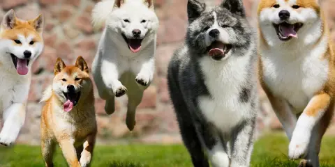 Cinq chiens de race japonaise, Akita Inu, courent joyeusement sur l'herbe.