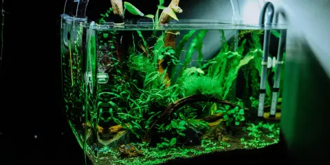 Piękne akwarium roślinne z korzeniem. Dowiedz się, jak przygotować korzeń do akwarium, by stworzyć naturalne środowisko dla ryb.
