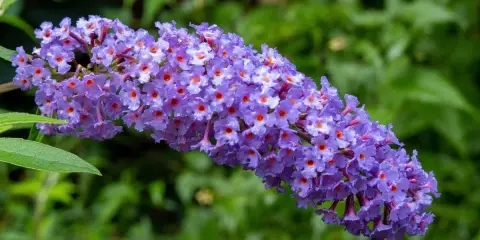 Grappe de fleurs violettes d'un arbre à papillon taille, avec de petits cœurs orange au centre de chaque fleur.