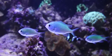 Trzy małe, błękitne ryby pływają w akwarium wśród fioletowych koralowców.