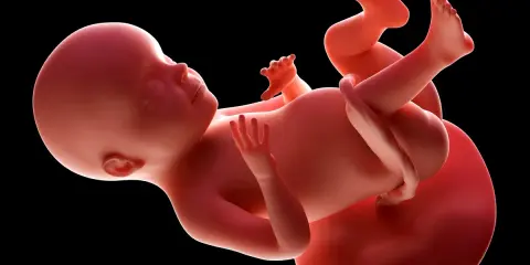 Płód w 28. tygodniu ciąży w macicy, widoczne kończyny i pępowina.