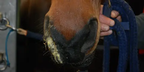 Pferd mit gelblichem Nasenausfluss, ein mögliches Symptom von Druse. Ein Halfter wird gehalten.