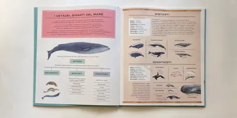 I misticeti, come la balena franca, si riproducono in mare. Hanno fanoni al posto dei denti per filtrare il cibo.