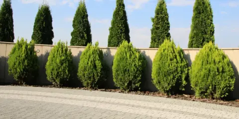 Rząd tuj za płotem. Zastanawiasz się, ile od płotu sadzić tuje? Te drzewka tworzą zielony żywopłot.