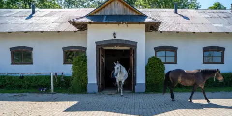 Stadnina Koni Opypy: Wszystko, co musisz wiedzieć przed wizytą