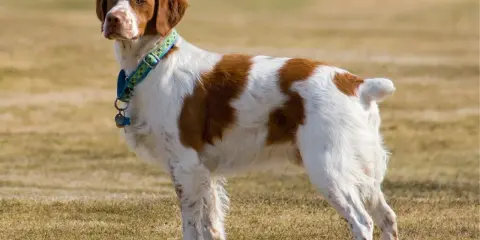 Épagneul Breton blanc et marron, un chien plein de vie, dont l'espérance de vie est longue.