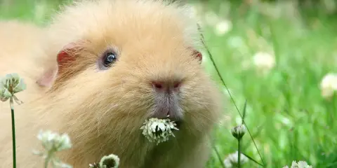 Ein flauschiges Meerschweinchen genießt sein frischfutter im Gras.