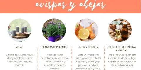 Consejos para ahuyentar avispas: usa velas, plantas como lavanda, limón y cebolla, o esencia de almendras amargas.