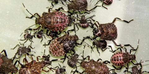 A cluster of brown marmorated stink bugs in various life stages, from tiny nymphs to larger adults, are shown on a light green surface.