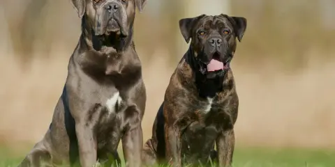 Deux chiens de garde au regard intense, l'un gris, l'autre bringé, assis dans l'herbe.