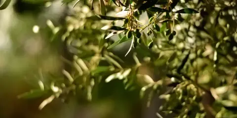 Des olives vertes sur une branche d'olivier, symbole de l'olivier bienfait et de la nature.