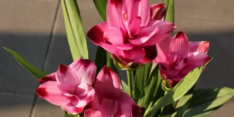 Piękne, różowe kwiaty kurkumy, ukazujące, jak kwitnie ta egzotyczna roślina.