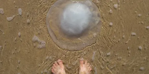 Piedi nudi sulla sabbia bagnata, vicini a una grande medusa trasparente. Un monito sul perché le meduse pungono, per difendersi.