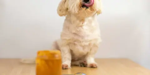 Un adorable chien blanc lèche sa langue, savourant une délicieuse cacahuète. Un pot de beurre de cacahuète est visible.