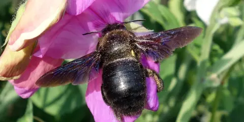 Grosse abeille charpentière sur une fleur rose. Bien que souvent inoffensives, leur taille peut impressionner et susciter un sentiment de danger.