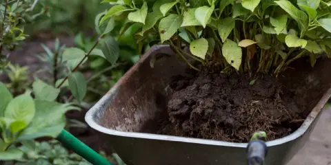 Hortensja z bryłą korzeniową w taczce, gotowa do przesadzenia. Idealny czas, kiedy można przesadzić hortensje, to wiosna lub jesień.