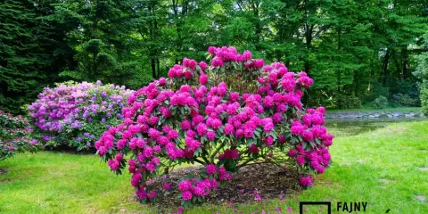 Rododendrony: Ile kwitną? Triki na obfite i długie kwiaty