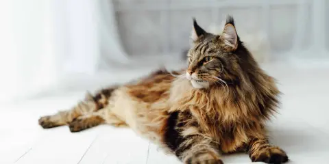 En ståtlig maine coon med gyllene ögon och en yvig päls ligger utsträckt på ett vitt trägolv.