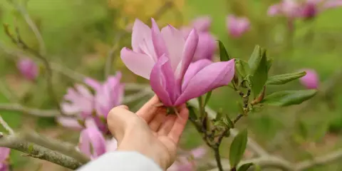 Delikatna dłoń dotyka różowej magnolii, przypominając o tym, jak sadzić magnolie, by cieszyć się ich pięknem.