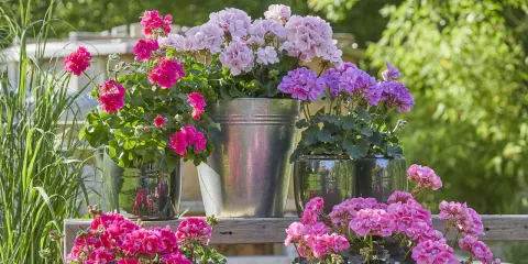 Jardinière avec composition de géraniums roses et violets, dans des pots variés, sur une étagère en bois.