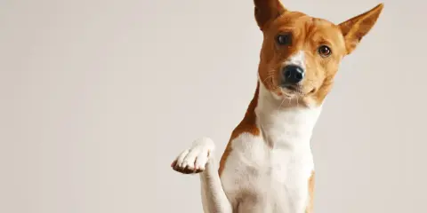 Zabawny piesek z podniesioną łapką, jakby czekał na badanie krwi u psa.
