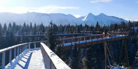 Ścieżka w koronach drzew zimą, widok na ośnieżone Tatry. Jak dojechać z Zakopanego?