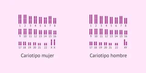 Cariotipo humano femenino (XX) y masculino (XY), mostrando los pares de cromosomas ordenados.