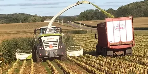 A CLAAS forage harvester chops corn, filling a trailer. This corn silage is used for animal feed, preserving nutrients for livestock.