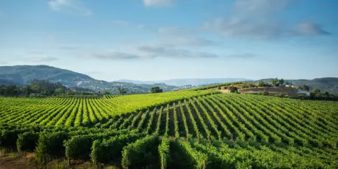 Grüne Weinberge erstrecken sich über Hügel, ein malerischer Anblick, der an den frischen Geschmack von vinho verde erinnert.