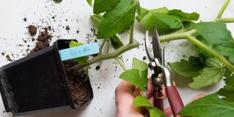 En hand beskär en tomatplanta med sekatör. En kruka med jord och en planta syns till vänster. Det finns några gula blad på tomatplantan.