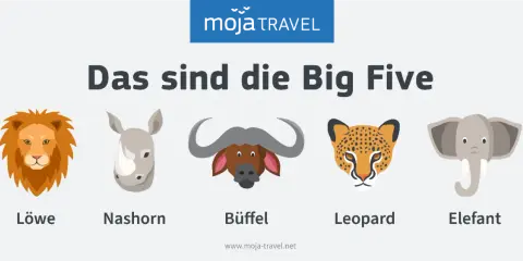 Die Big Five Afrikas: Löwe, Nashorn, Büffel, Leopard und Elefant als Illustrationen.