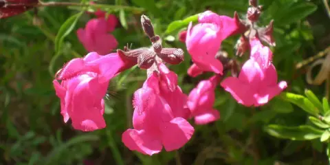 Grappes de fleurs roses vives de sauge de Graham, avec des feuilles vertes floues en arrière-plan.