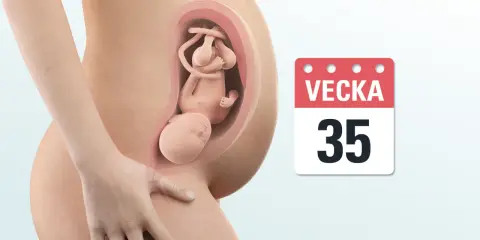 Gravid v35: en illustration visar ett foster i livmodern, med en kalender som anger vecka 35.