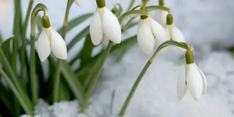 Des perce-neige fleurissent courageusement dans la neige, annonçant le retour du printemps.