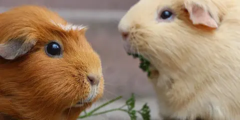 Zwei Meerschweinchen, eines rotbraun, das andere hellgelb, teilen sich ein Stück Petersilie. Die Anschaffung von Meerschweinchen ist nicht teuer.