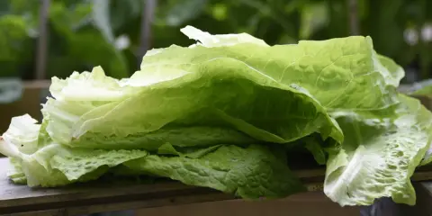 Färska blad av romansallad, nyskördade och redo att ätas. En påminnelse om att romansallad odla är enkelt och givande.