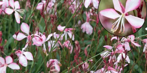 Fleurs de gaura rouge, délicates et rosées, parsemées de gouttes de pluie. L'entretien de ces beautés est simple pour un jardin éclatant.