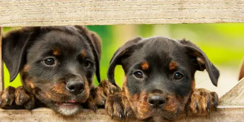 Dwa szczenięta rottweilera zaglądają przez drewniane deski. Szukasz imiona dla psa na "A"? Może ARES albo ARIA?