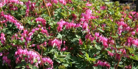 En buske med många hängande, hjärtformade blommor i rosa och vitt. Lamprocapnos spectabilis blommar vackert i trädgården.