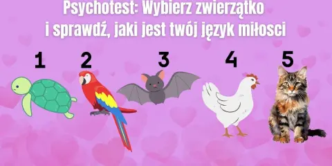 Psychotest: wybierz zwierzątko i sprawdź, jaki jest twój język miłości. Żółw, papuga, nietoperz, kura i kot czekają na Ciebie!