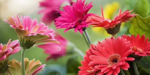 Vibrant gerbera daisies in pink and red bloom, showcasing their delicate petals. Proper gerbera daisy care ensures such stunning displays.