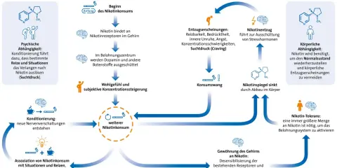 Diagramm erklärt Nikotinabhängigkeit. Nach Rauchstopp können Entzugserscheinungen wie Suchtdruck auftreten.