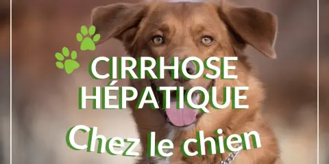 Un chien au regard doux, avec des empreintes de pattes vertes. Le texte indique "Cirrhose hépatique chez le chien", abordant l'espérance de vie.