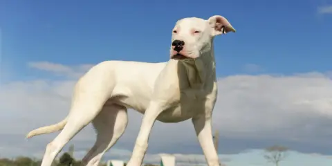 Młody dog argentyński o białej sierści stoi na drewnianej belce, spoglądając w bok na tle błękitnego nieba z chmurami.