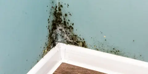 Angolo di una stanza con muffa nera e giallastra sulle pareti azzurre, segno di umidità e di **perché si forma la muffa in casa**.
