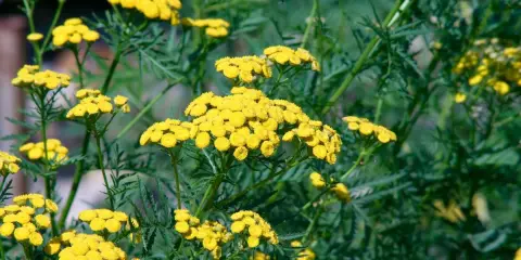 Fleurs jaunes vives de tanaisie, une plante souvent utilisée pour son purin de tanaisie aux propriétés répulsives.