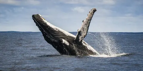 Una balena megattera emerge dall'acqua, con la pinna pettorale alzata e spruzzi d'acqua.