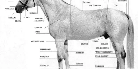 Anatomia konia: grzywa, łopatka, pierś, brzuch, zad, ogon. Czy wiesz, ile kolan ma koń? Dwa, jak człowiek, ale inaczej zbudowane.