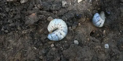 Gros vers blancs, larves de hanneton, se tortillent dans la terre sombre, potentiellement dans les pots de fleurs.