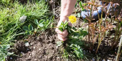 Main arrachant une **mauvaise herbe envahissante** avec sa fleur jaune, près de jeunes pousses de pivoines.